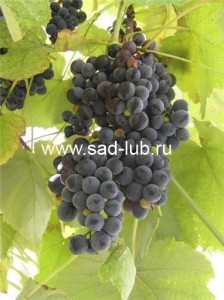 Саженцы винограда винных сортов  Изабелла