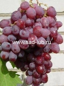 Саженцы винограда сорт  Русский ранний