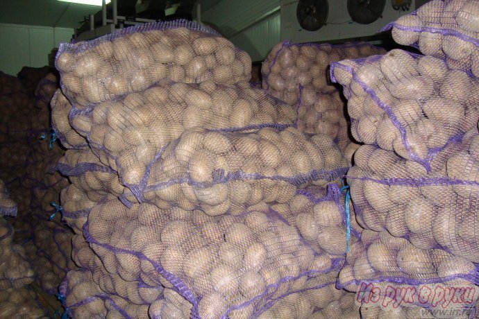 Продажа КАРТОФЕЛЯ  оптом от ПРОИЗВОДИТЕЛЯ