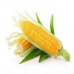 кукуруза 3,4 класса