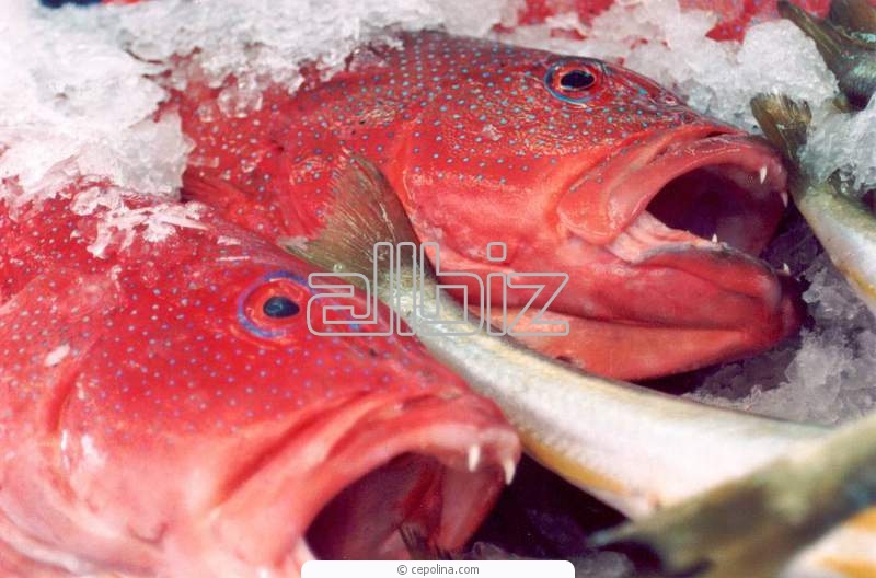 Полуфабрикаты рыбные глубокой заморозки