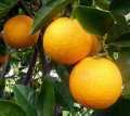 апельсин, сорт "Вашингтон Навел" (саженцы цитрусовых)