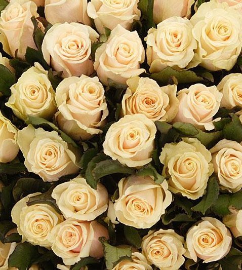 Кремовые розы поштучно, букет роз под заказ с доставкой Крым