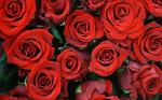 Красные Розы "Гран-При"