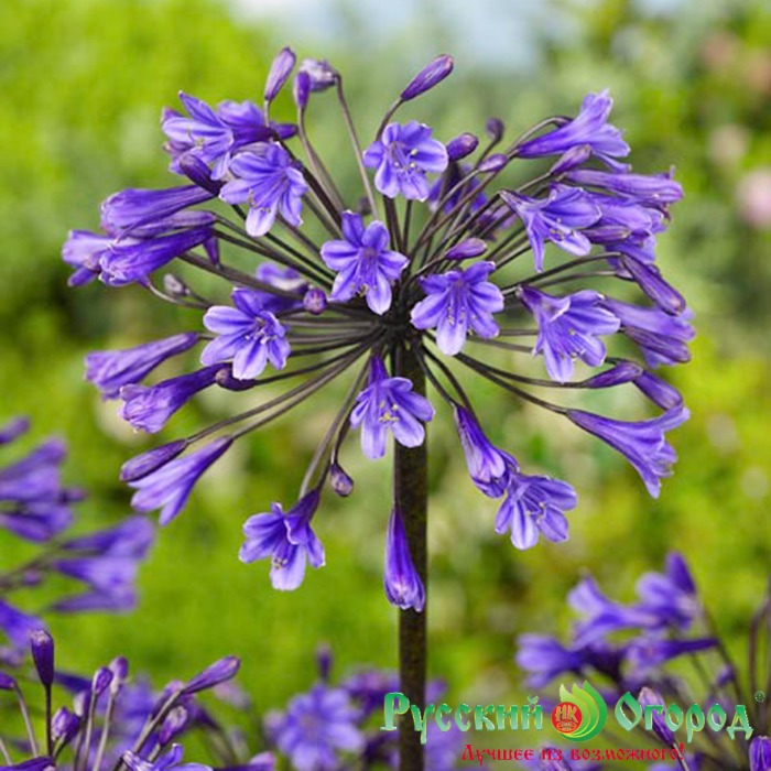 Агапантус Сенна