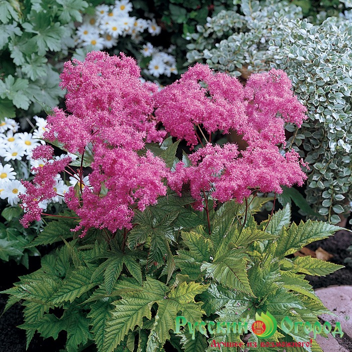 Филипендула Элеганс