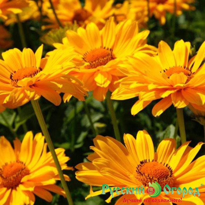 Гелиопсис Венус