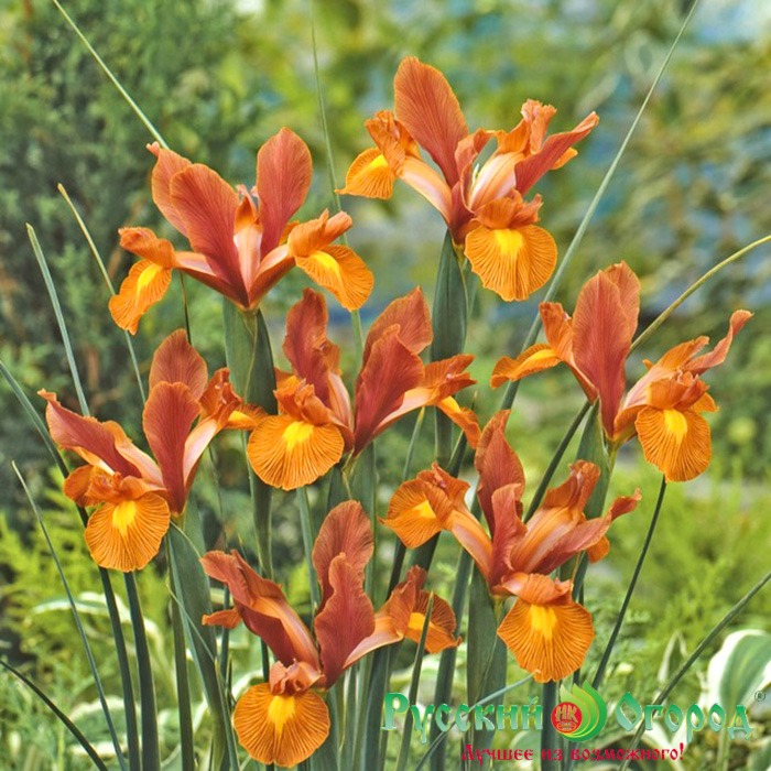 Ирис Лайон Кинг