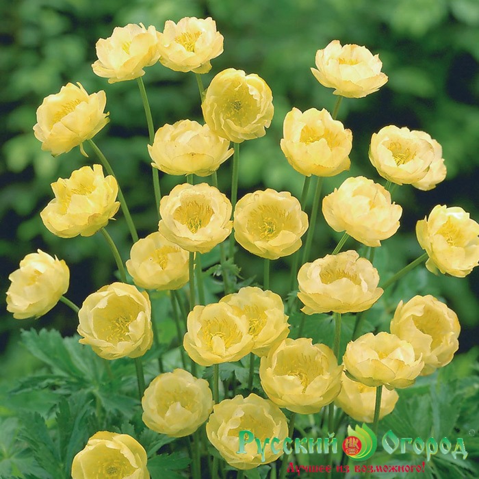 Купальница Чеддер