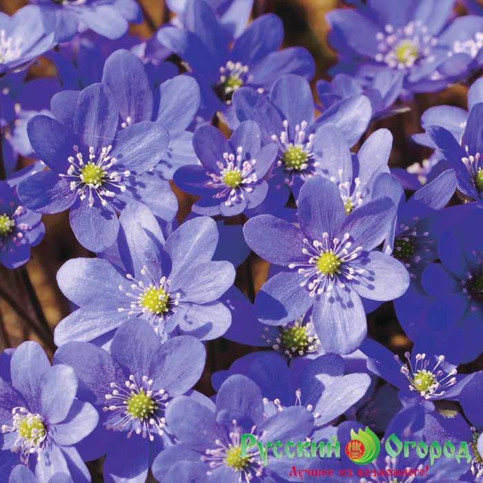 Печеночница Синее Сокровище