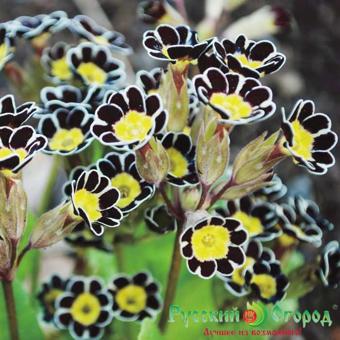 Примула Сильвер Лейс Блек