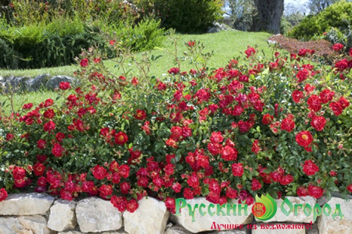 Роза Дрифт Красный