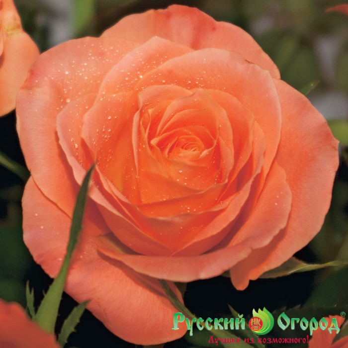 Роза Экзотика