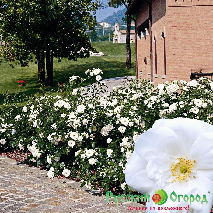 Роза Мария Багнет