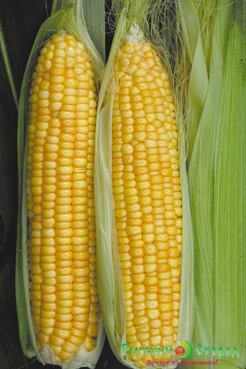 Семена Кукуруза Суперсахарная Сливочный нектар F1