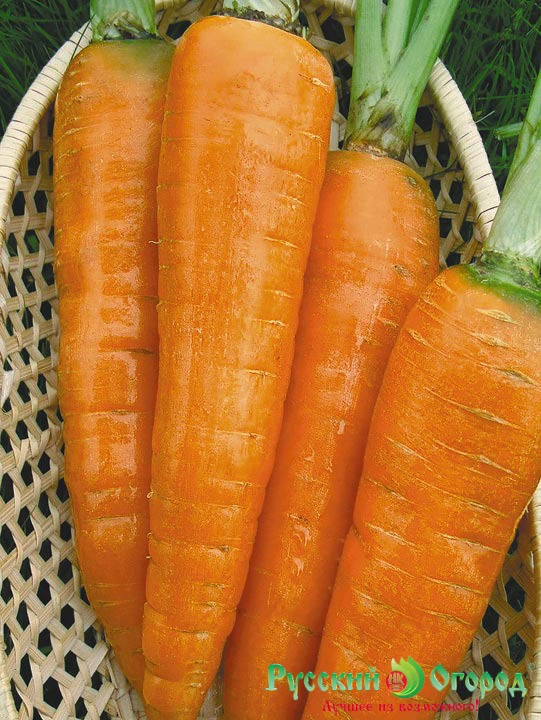Семена Морковь Красный Великан