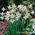 Ацидантера двуцветная