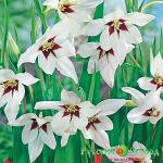 Ацидантера Мюриела двухцветная