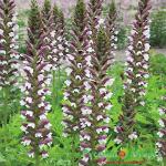 Акантус Уайт Липс