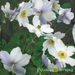 Анемона Дикий Лебедь японская