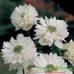 Анемона Маунт Эверест