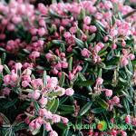 Андромеда Никко