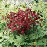 Астранция крупноцветковая Венеция