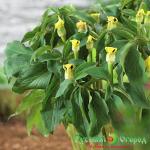 Аризема Флавум