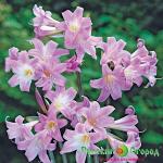 Амариллис Белладонна