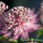 Астранция Лола