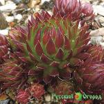 Бородник шариконосный Пурпурея