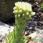 Бородник шариконосный Грин Глоуб