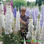 Дельфиниум Нью Миллениум Инносенс