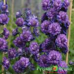 Дельфиниум Свит Сенсейшн