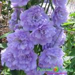 Дельфиниум Кирсти