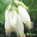 Дицентра Аврора