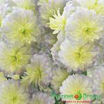 Дельфиниум Мун Лайт