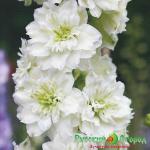 Дельфиниум Морнинг Санрайз