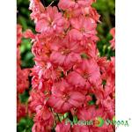 Дельфиниум Корал Сансет