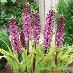 Эукомис Твинкл Старс