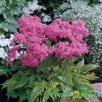 Филипендула Элеганс