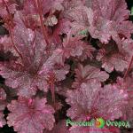 Гейхера Миднайт Пинк Флэш