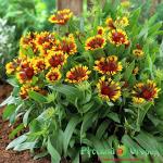 Гайлардия Лаки Вилер