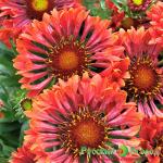 Гайлардия Тиззи