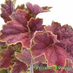 Гейхера Миракл