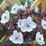 Герань Фиолетовый Призрак