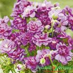 Герань Пленум