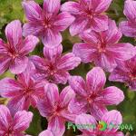 Герань Стармэн