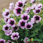 Герань Тампинг Харт