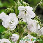 Герань Лаура